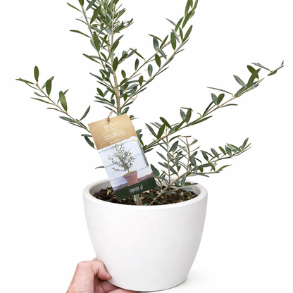 Common Olive Tree (Olea europaea)