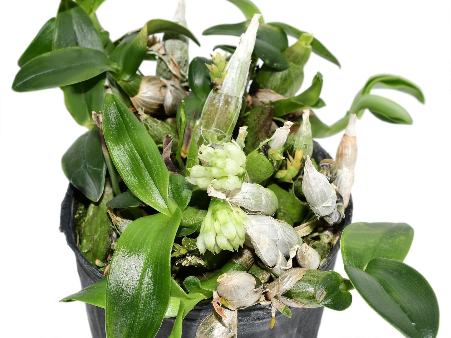 Dendrobium constrictum