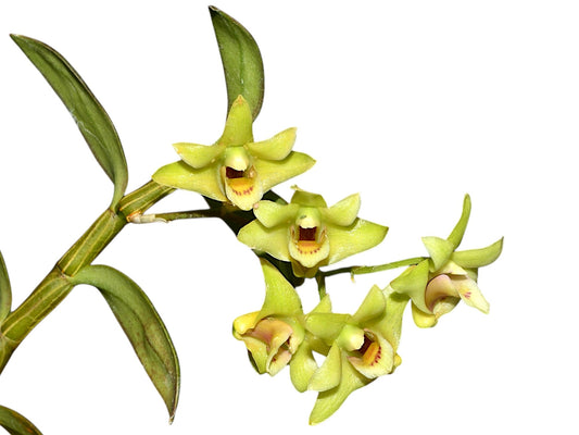 Dendrobium catenatum