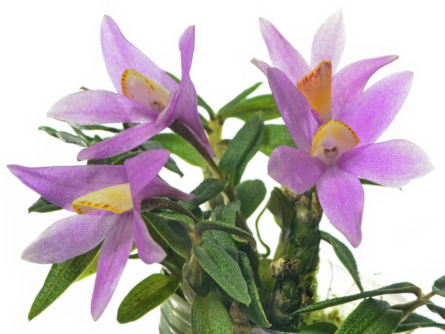 Dendrobium Mountain Magic f. pink