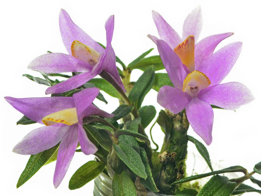 Dendrobium Mountain Magic f. pink
