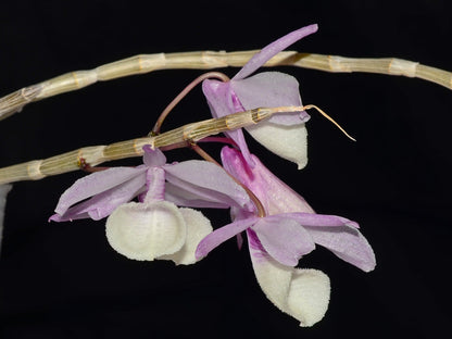 Dendrobium aphyllum