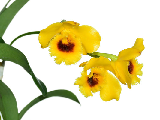 Dendrobium chrysotoxum var. suavissimum