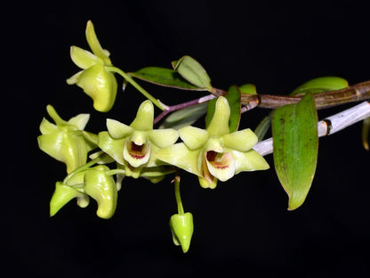 Dendrobium catenatum