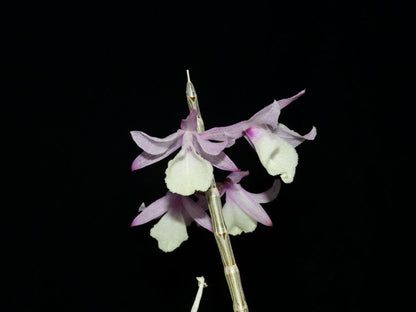 Dendrobium aphyllum
