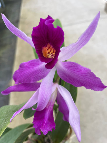 Laeliocattleya Edissa