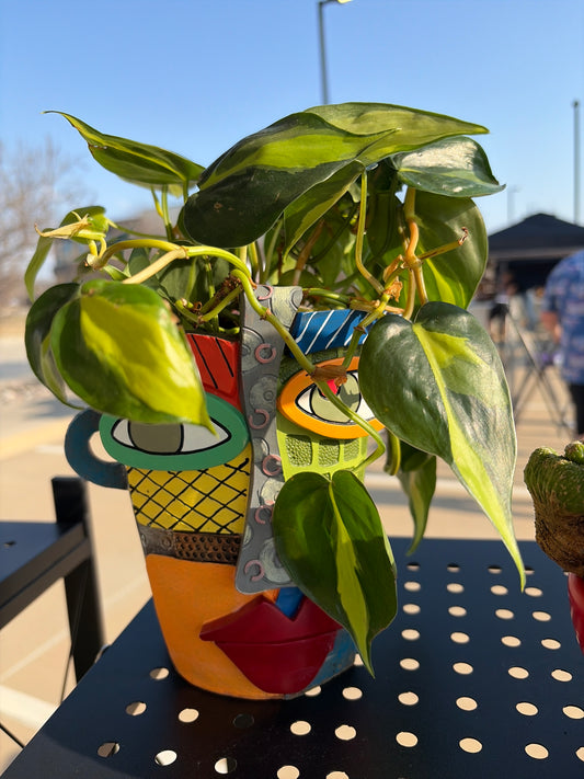Philodendron Brazil in Upgraded Planter (face)