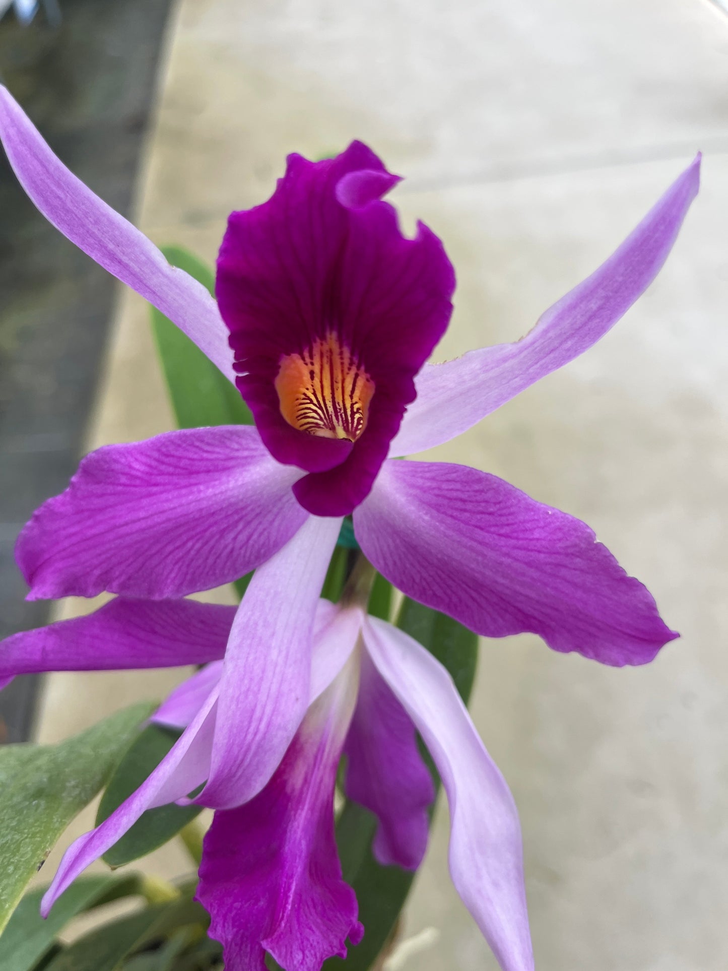 Laeliocattleya Edissa