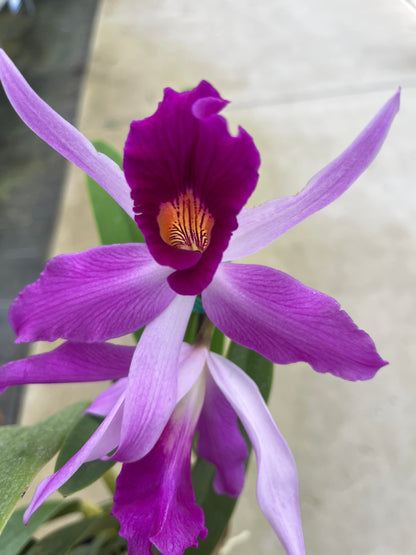 Laeliocattleya Edissa