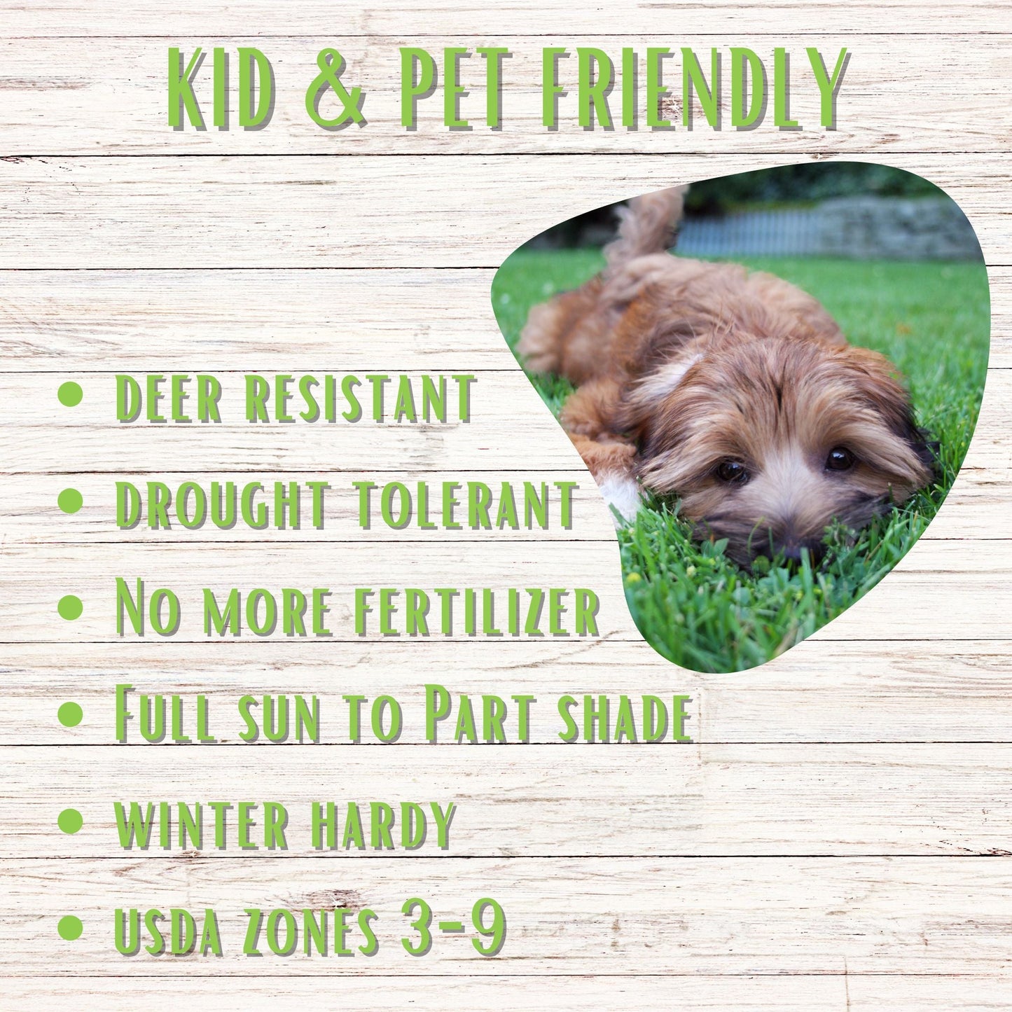 Micro Bee Lawn Seed Mixture - Easy Spread Shaker