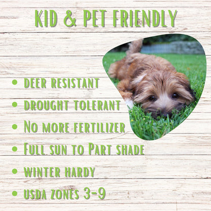 Micro Bee Lawn Seed Mixture - Easy Spread Shaker