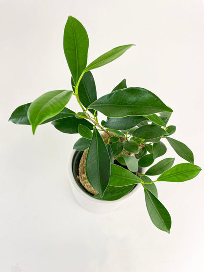 Ficus Microcarpa 'Moclame' Mini Bonsai Tree