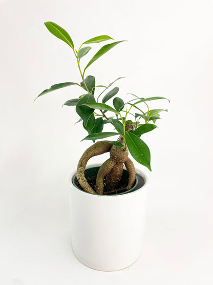 Ficus Microcarpa 'Moclame' Mini Bonsai Tree