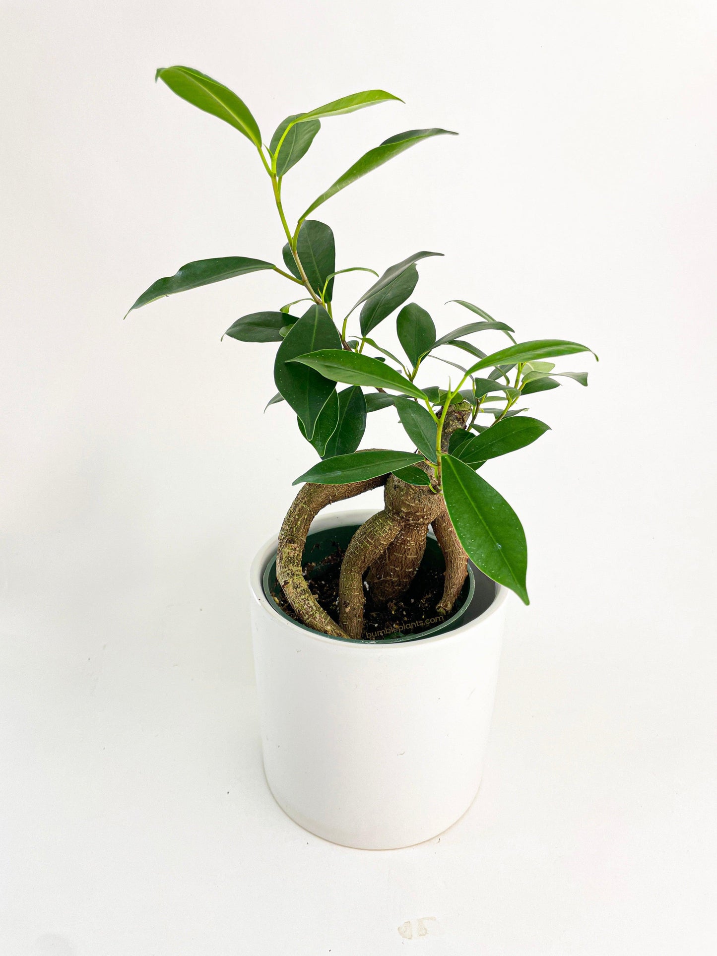 Ficus Microcarpa 'Moclame' Mini Bonsai Tree