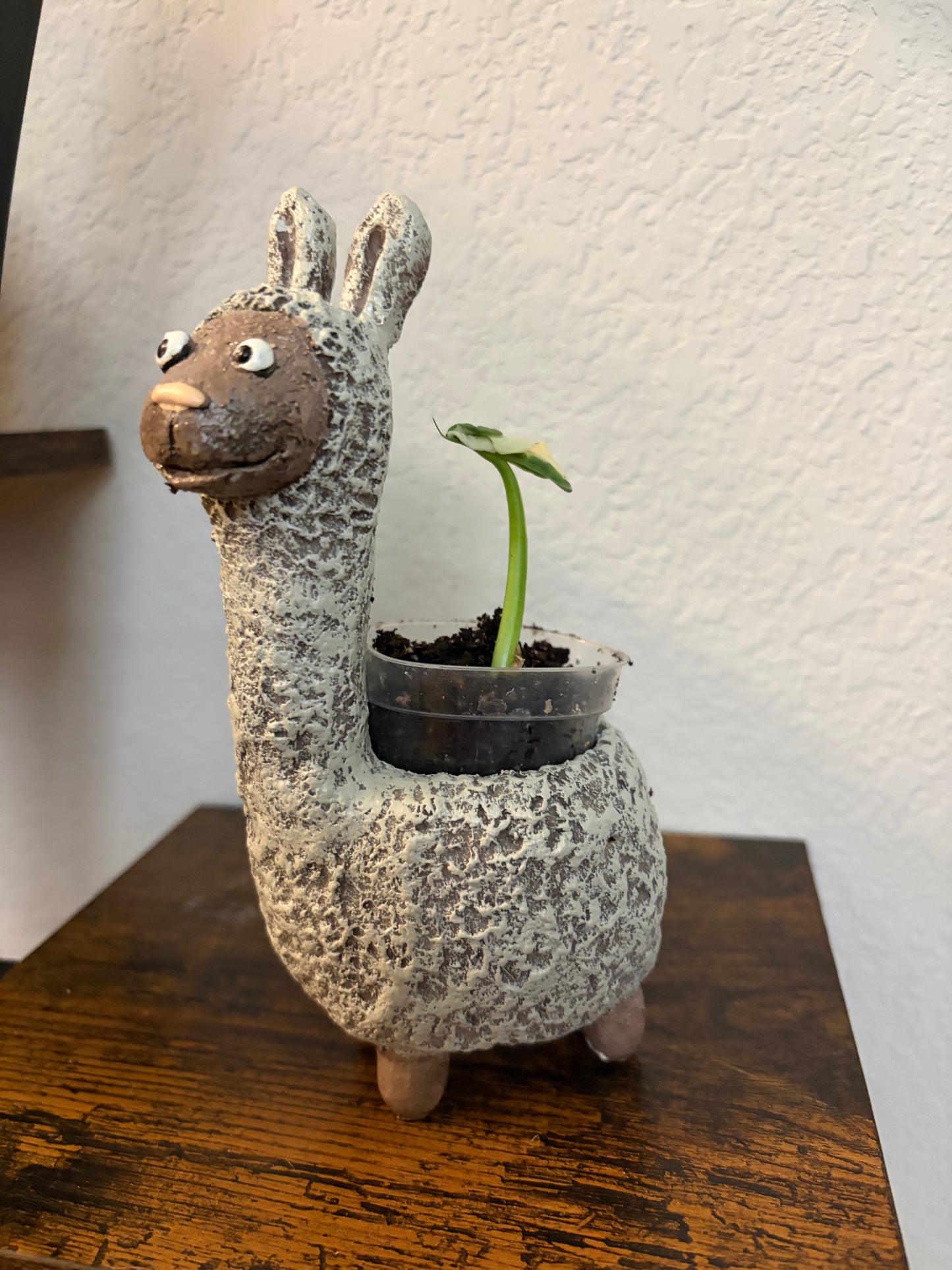 Dolly the Llama with a Mickey Mouse Alocasia