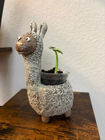 Dolly the Llama with a Mickey Mouse Alocasia