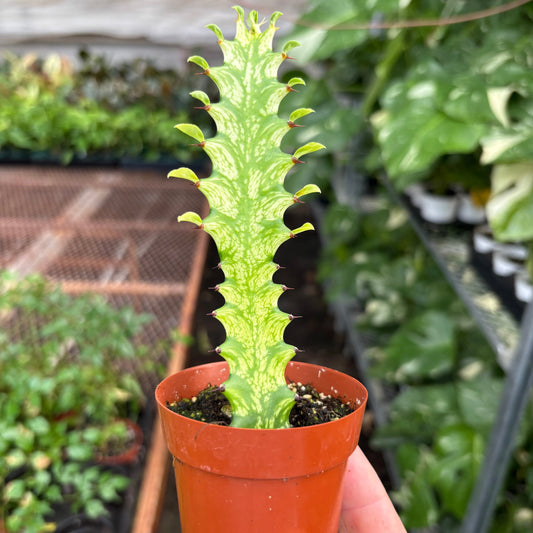 Euphorbia 'Mint Cream'