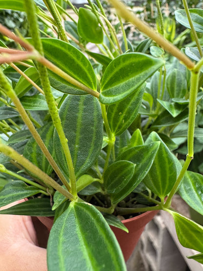 Peperomia 'Angulata'