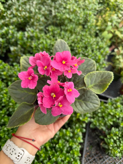 African Violet