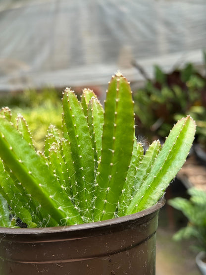 Dragon Fruit (Pitaya)