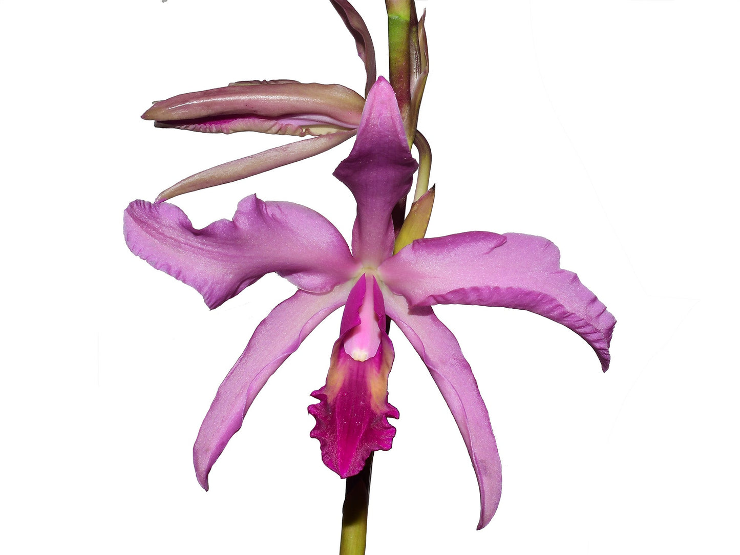 Laeliocattleya El Ranchito