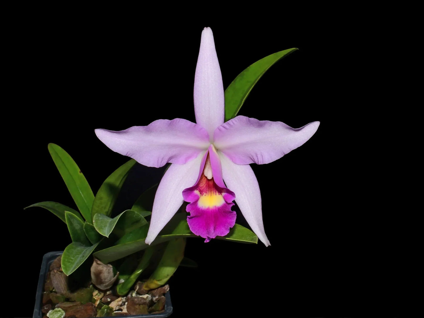 Laeliocattleya Interceps