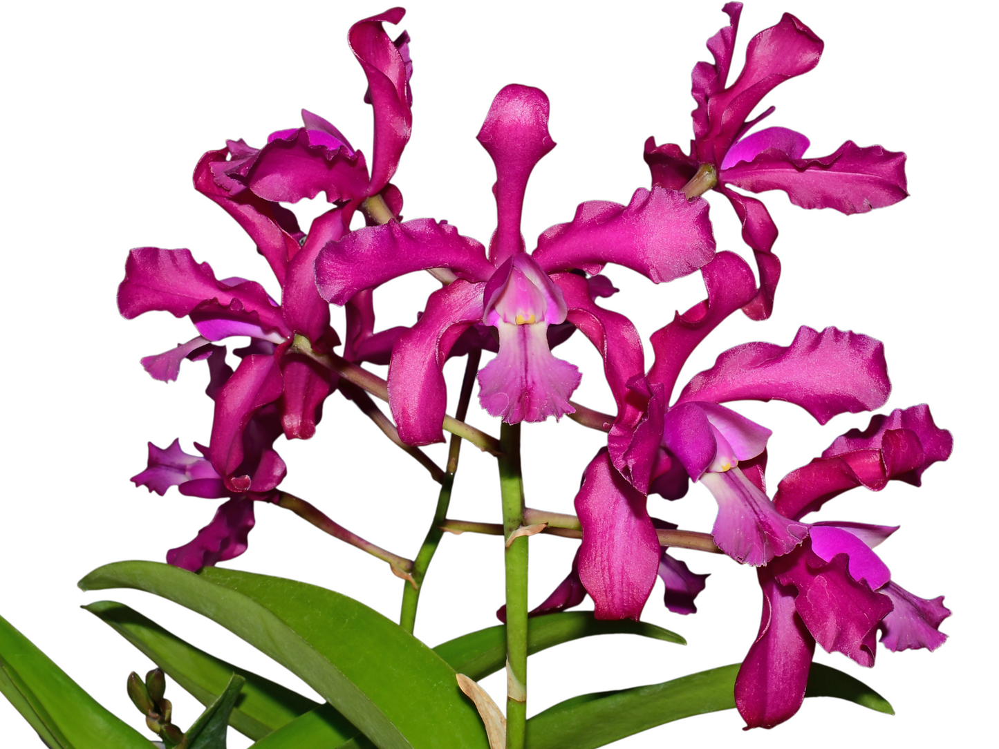 Laeliocattleya Michelle R. Aponte