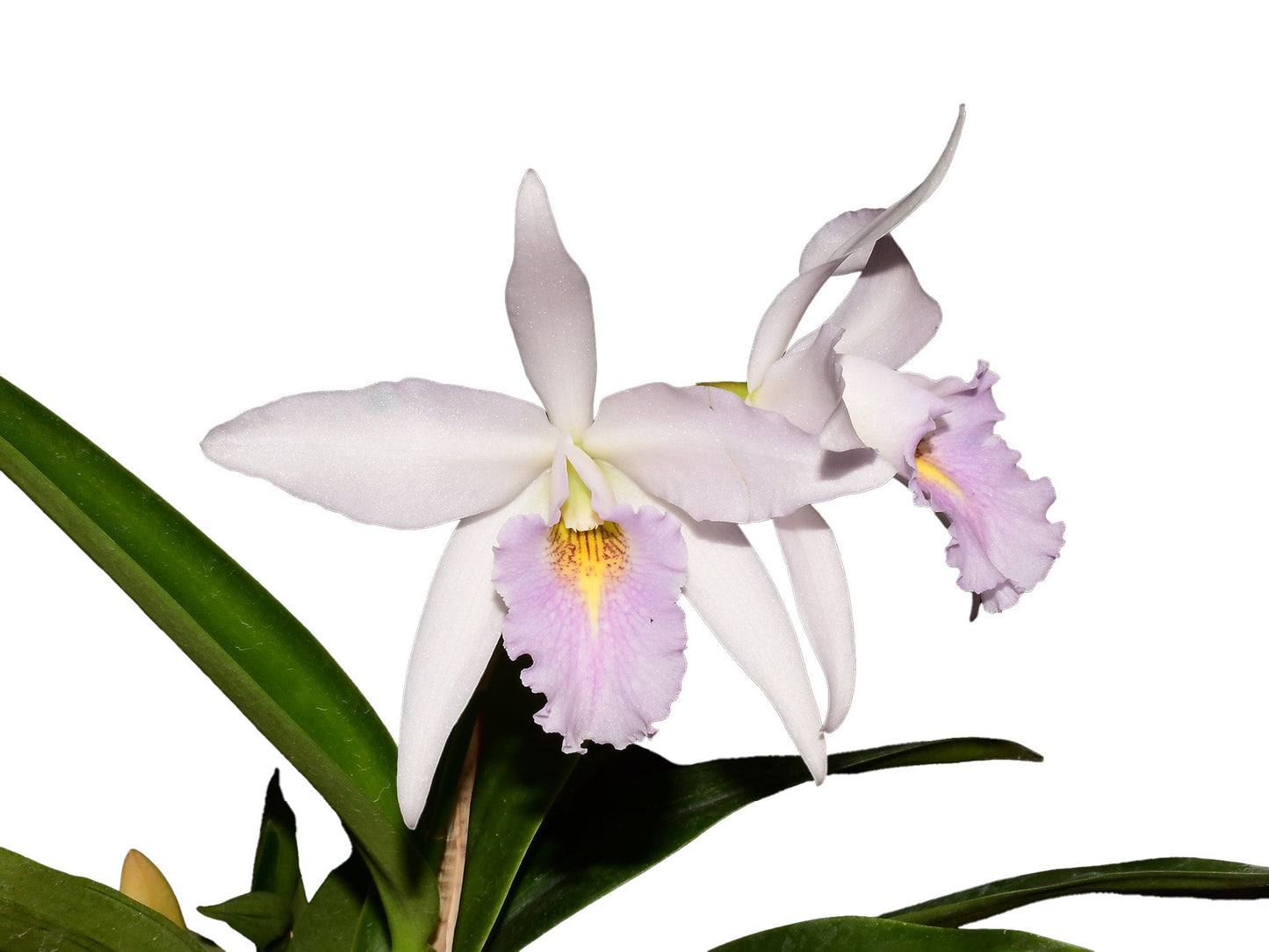 Laeliocattleya Uzhupud Night f. coerulea