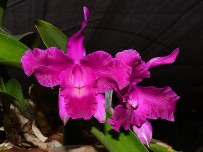 Laeliocattleya Maria