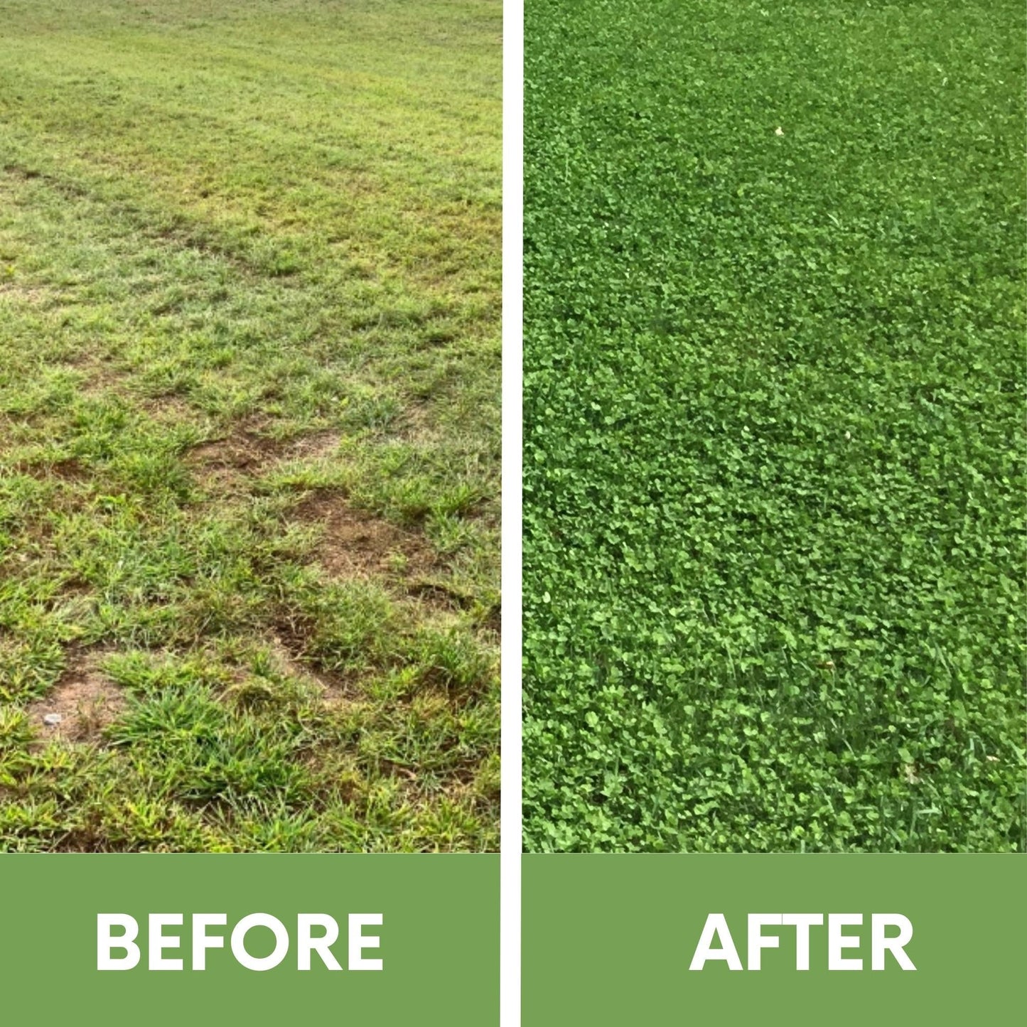 Micro Clover Seed Eco-Spread Carton