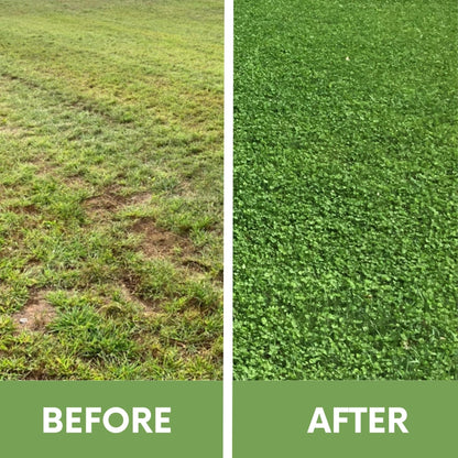 Micro Clover Seed Eco-Spread Carton