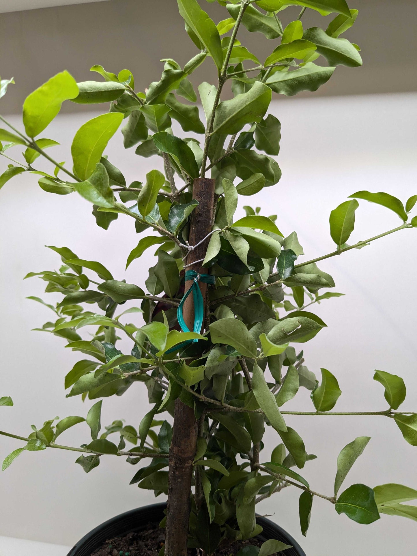 Malpighia Barbados Cherry