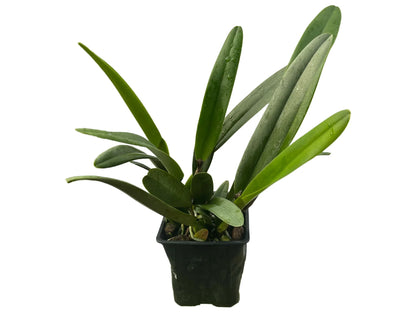 Rhyncholaeliocattleya Apopka x Slc. Misty Girl Autumn Symphony 4385