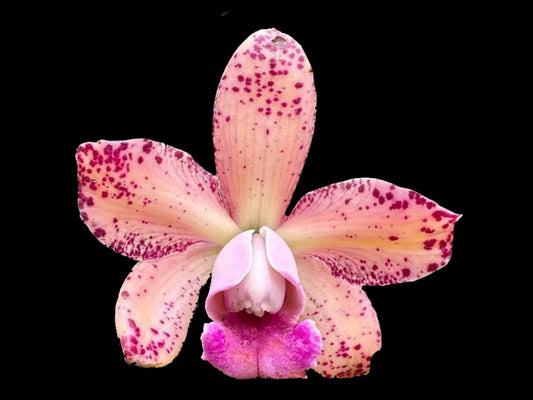 Rhyncholaeliocattleya Arcadio Arosemena