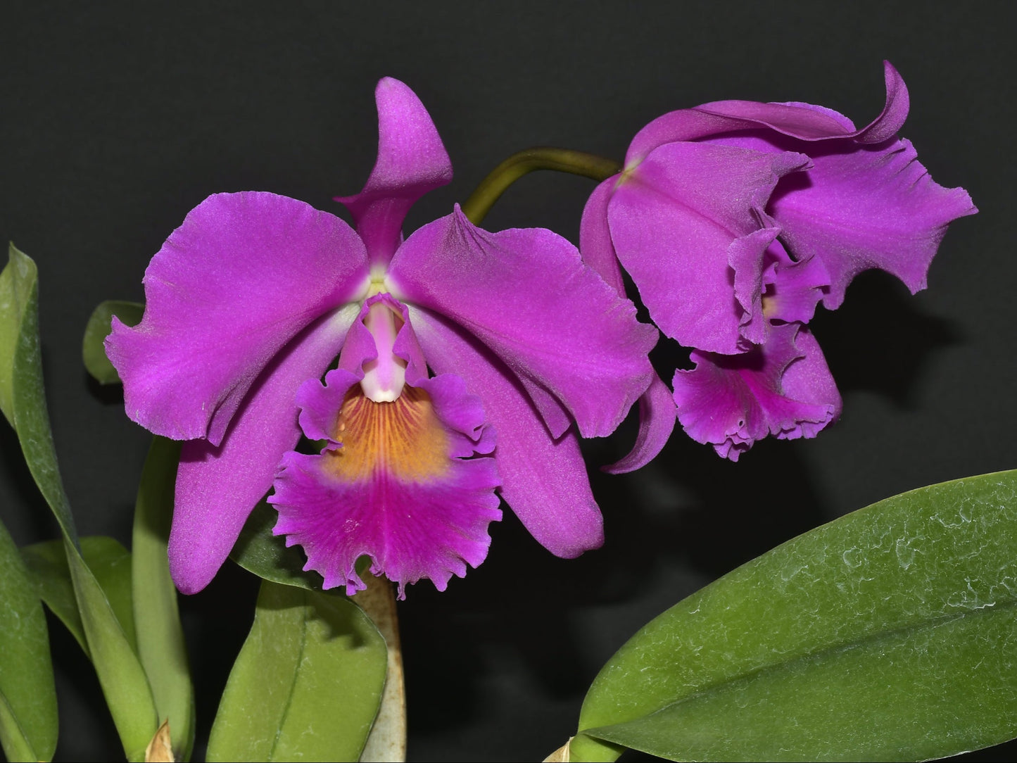 Rhyncholaeliocattleya Carmelita de Arosemena