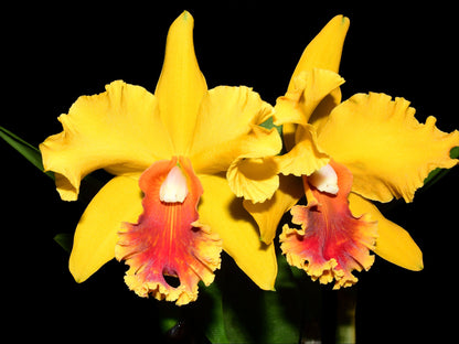 Rhyncholaeliocattleya El Cisne