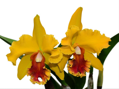 Rhyncholaeliocattleya El Cisne