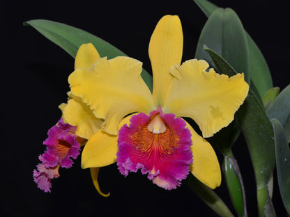 Rhyncholaeliocattleya Eugene Banziger
