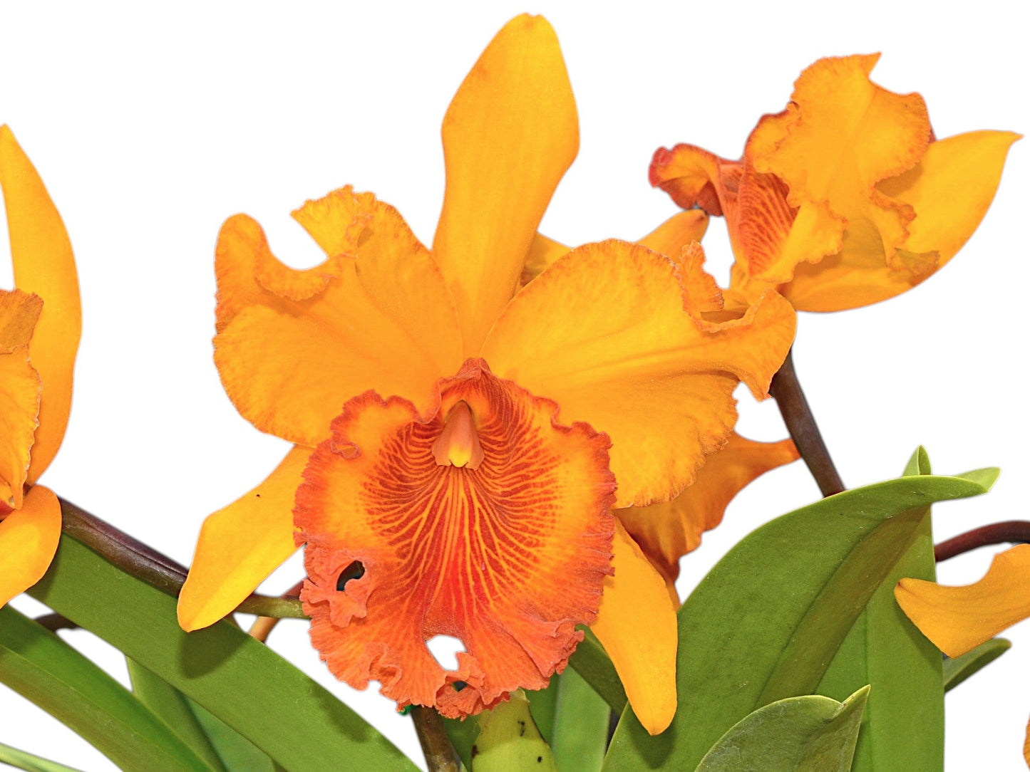 Rhyncholaeliocattleya Hubert Garton