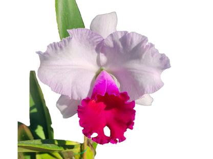 Rhyncholaeliocattleya Izumi Carol