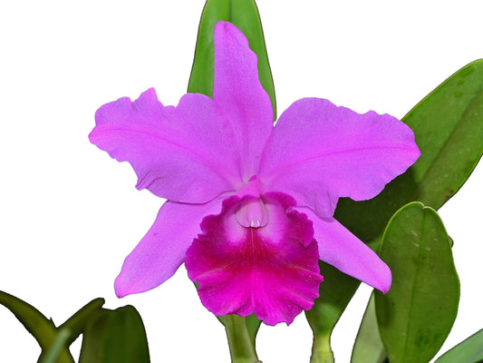 Rhyncholaeliocattleya Karolina Rodriguez Lizano
