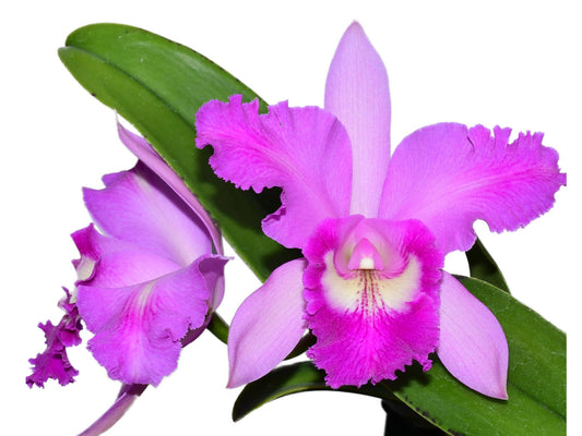 Rhyncholaeliocattleya Maria Brown