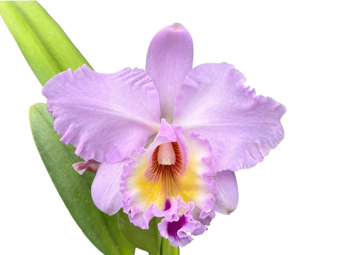 Rhyncholaeliocattleya Napo