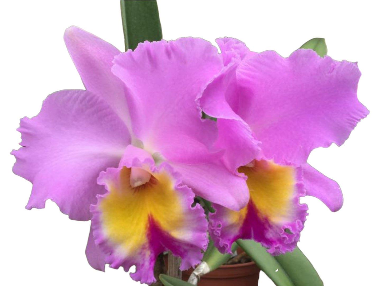Rhyncholaeliocattleya San Cristobal