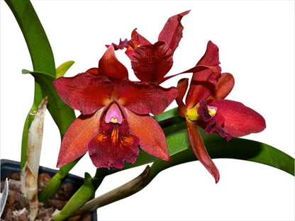 Rhyncattleanthe Fabricio Suarez