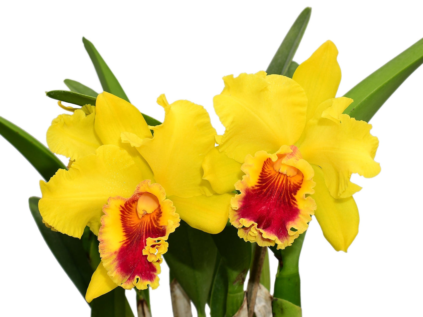 Rhyncholaeliocattleya Lawless Romeo Delight