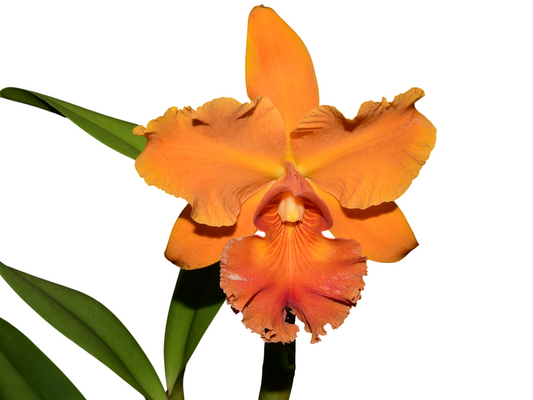 Rhyncholaeliocattleya Zamora