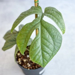 Spiderman "Monstera" Amydrium Medium Silver