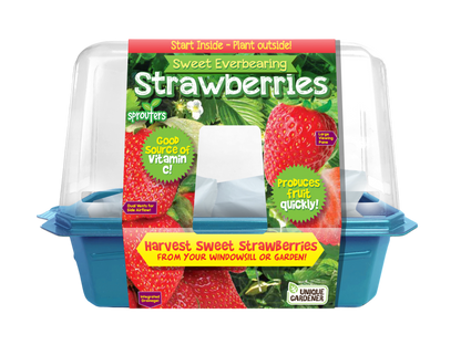 Sweet Everbearing Strawberries Sprouter Terrarium