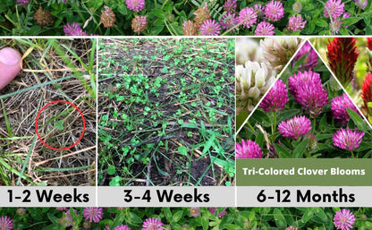 Tri-Color Clover Seed Mix Eco-Spread Carton